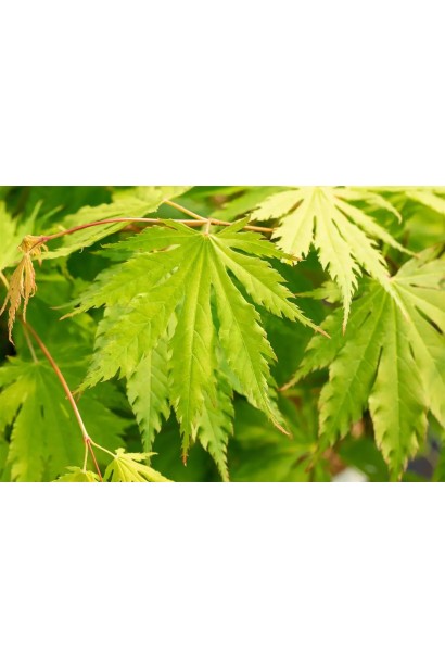 Acer pseudosieboldianum Arctic Jade полив